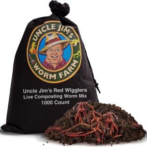 1 - Red Wiggler Worms