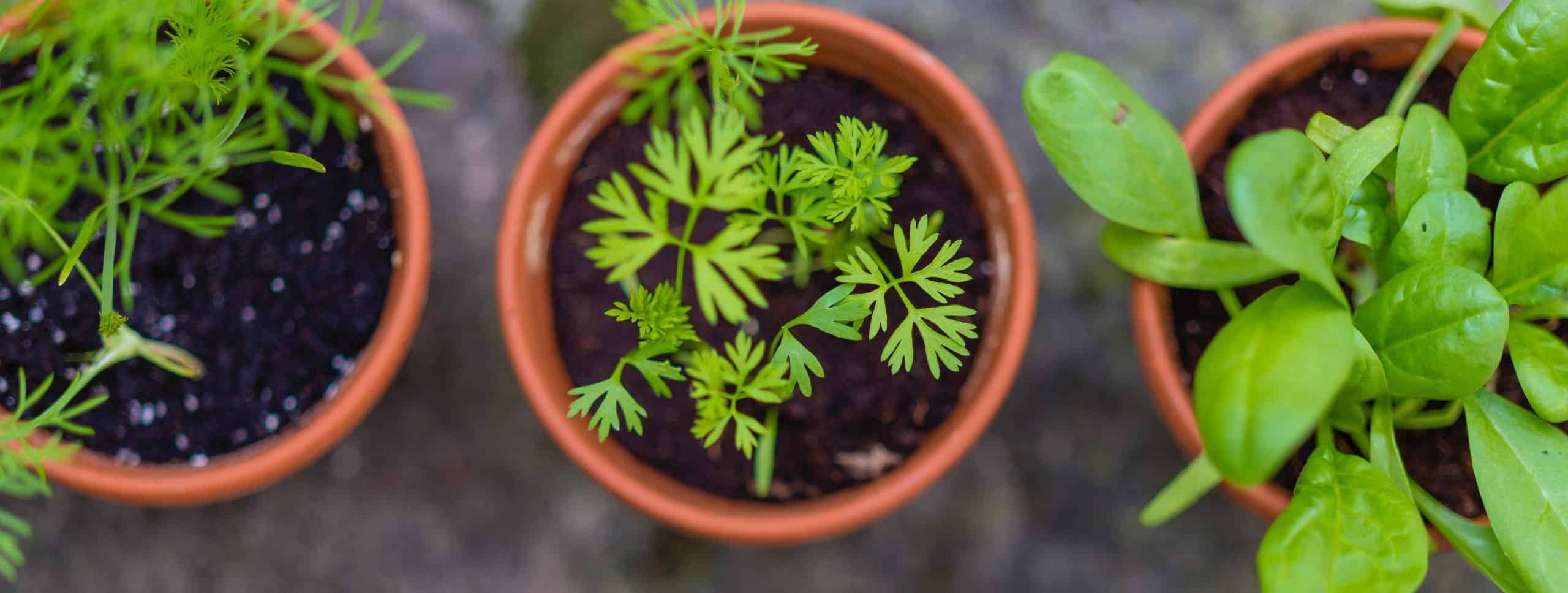 Best Soil for Herb Garden - Featured Image