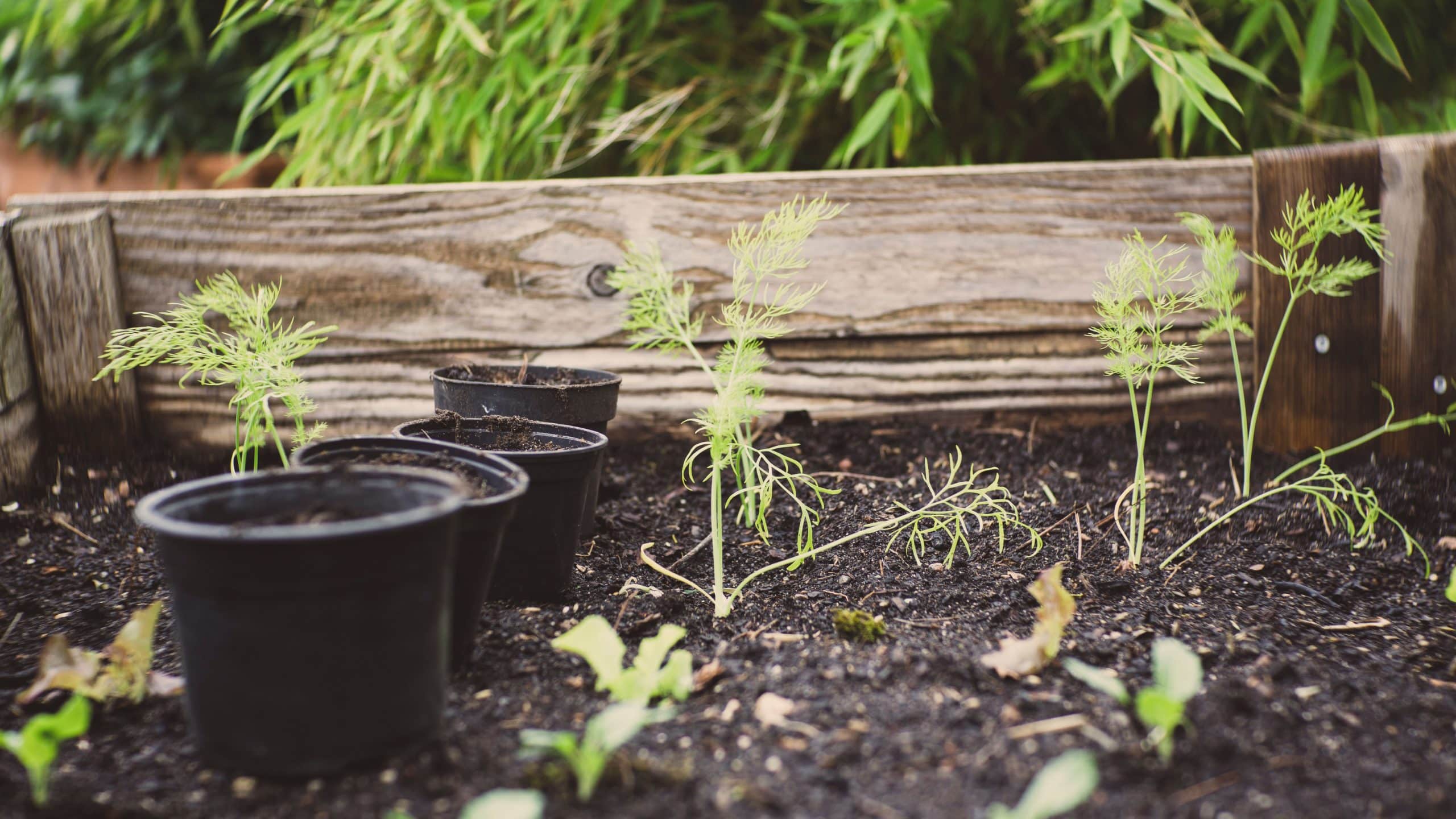 Best Wood for Raised Garden Beds 1