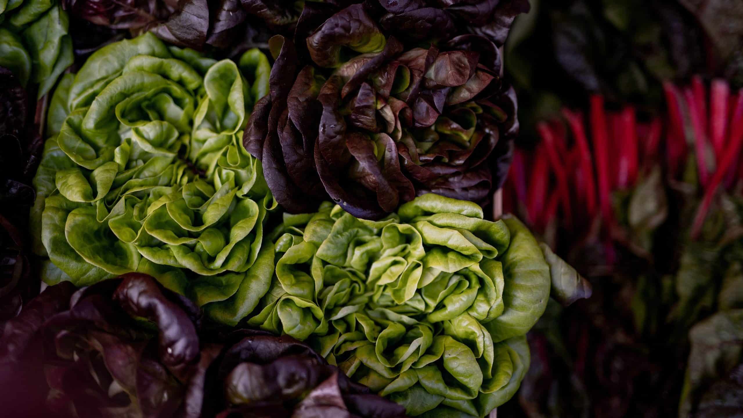 How to Cut Lettuce from Garden 3