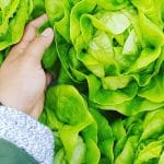 How to Cut Lettuce from Garden - Featured Image