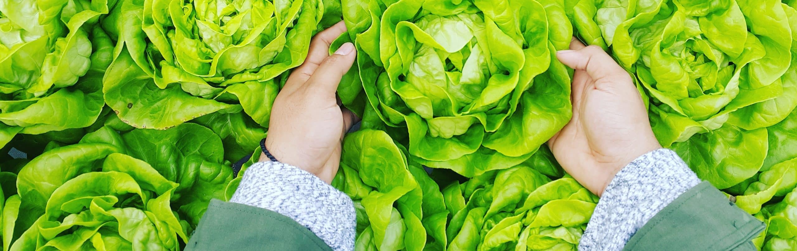 How to Cut Lettuce from Garden - Featured Image