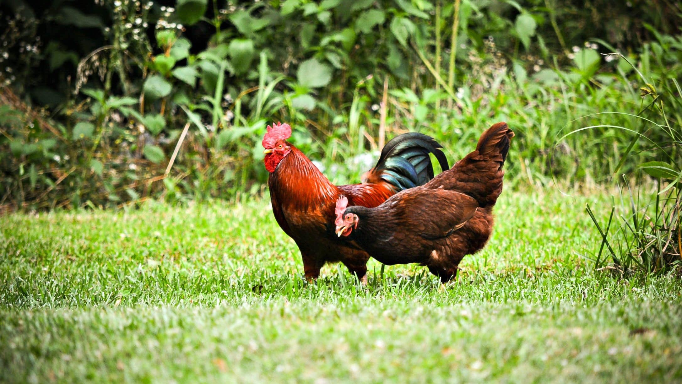 How to Keep Chickens Out of Garden 2