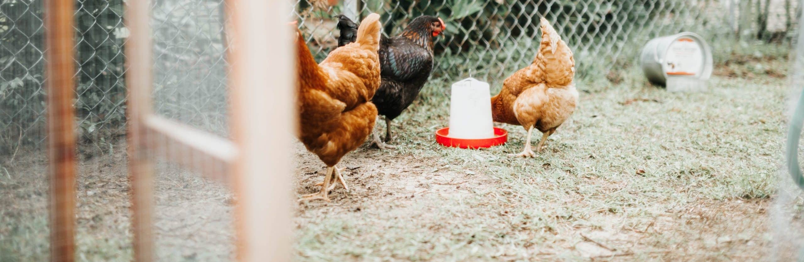 How to Keep Chickens Out of Garden - Featured Image