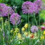 When to Plant a Garden in Ohio - Featured Image