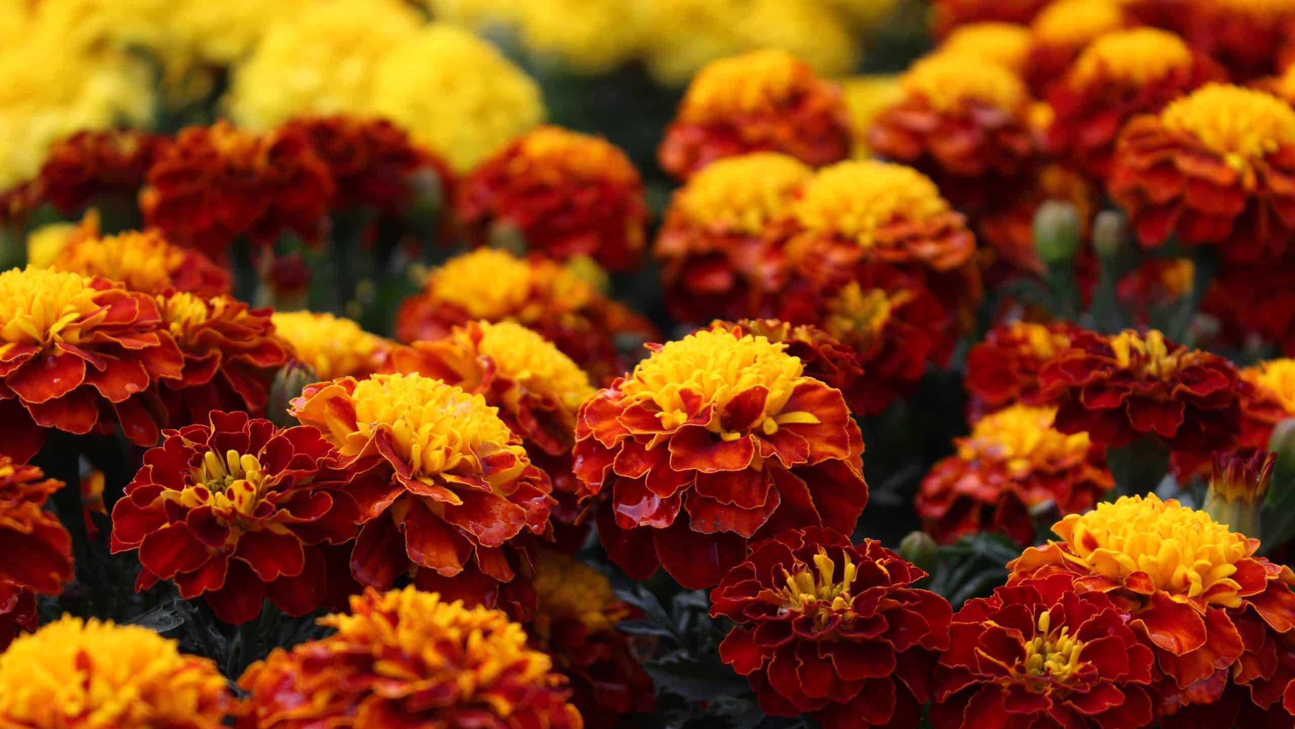 Where to Plant Marigolds in Vegetable Garden 1