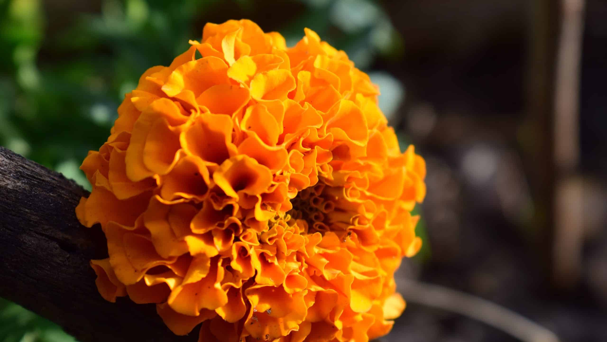 Where to Plant Marigolds in Vegetable Garden 3