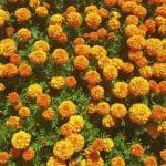 Where to Plant Marigolds in Vegetable Garden - Featured Image