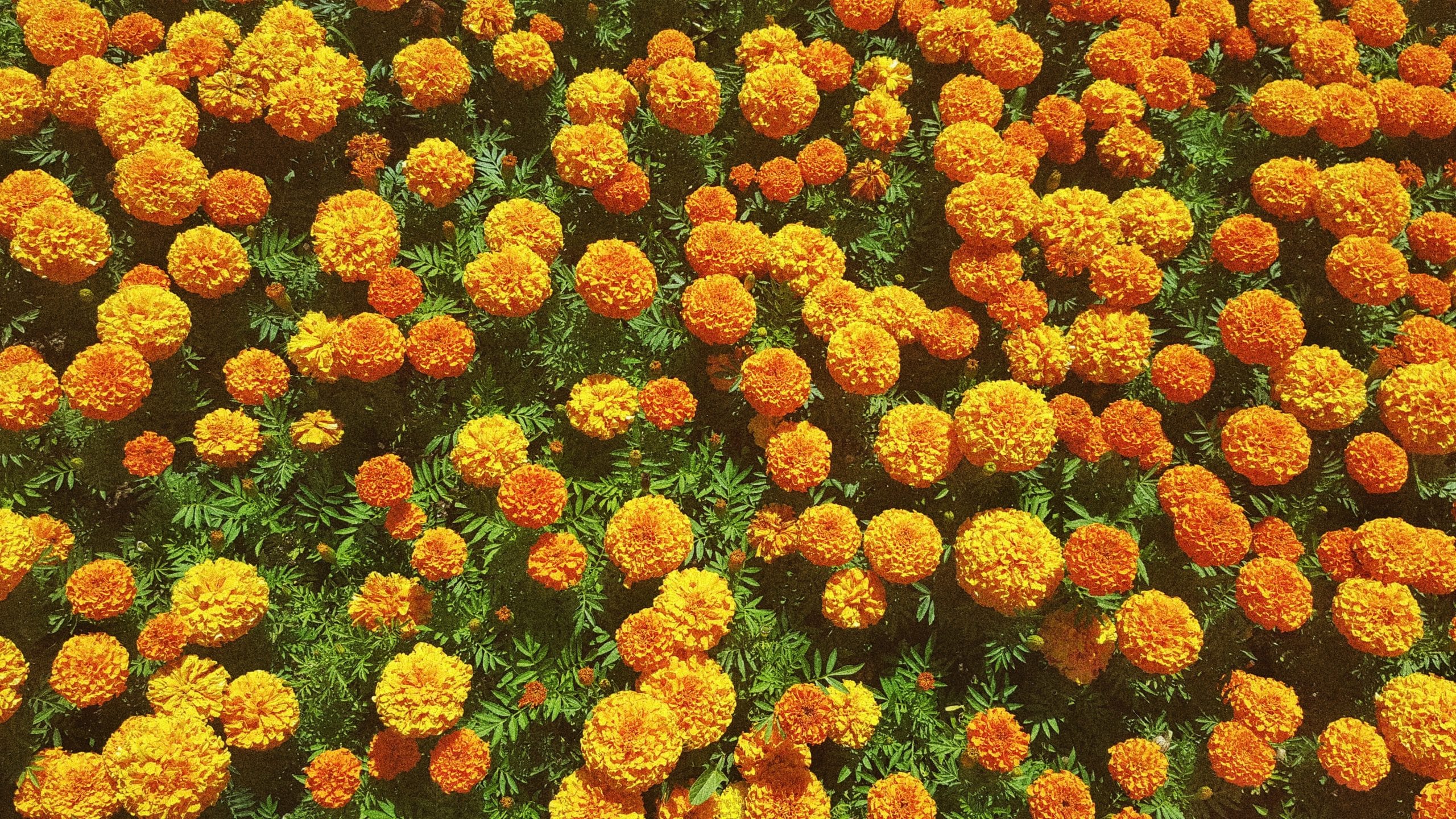 Where to Plant Marigolds in Vegetable Garden - Featured Image