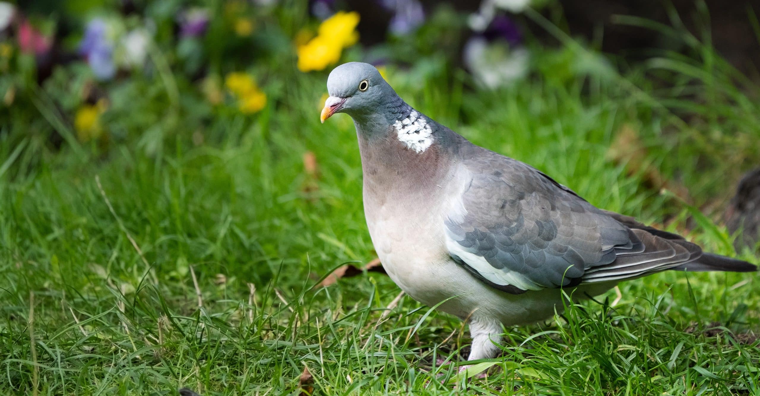 How to keep birds out of garden