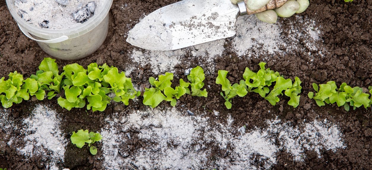 Are ashes good for a garden