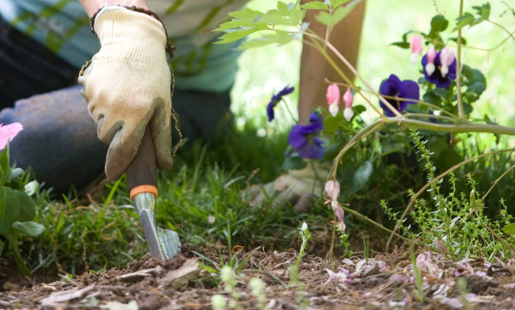 How to clear a vegetable garden full of weeds