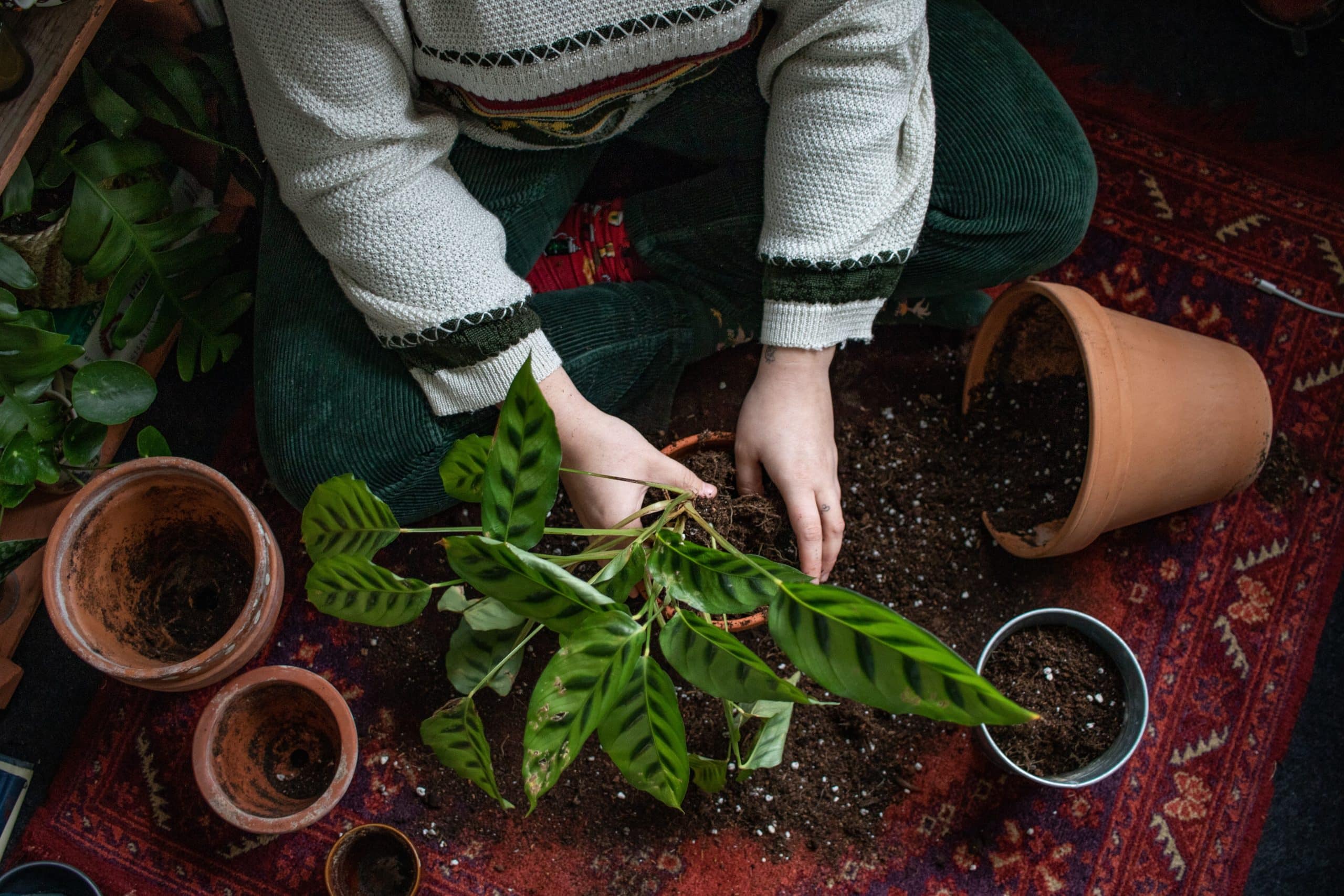 Garden soil vs potting soil