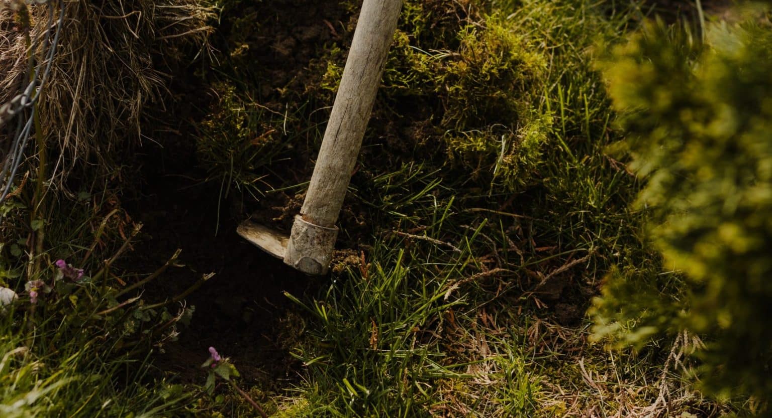 How to clear a vegetable garden full of weeds