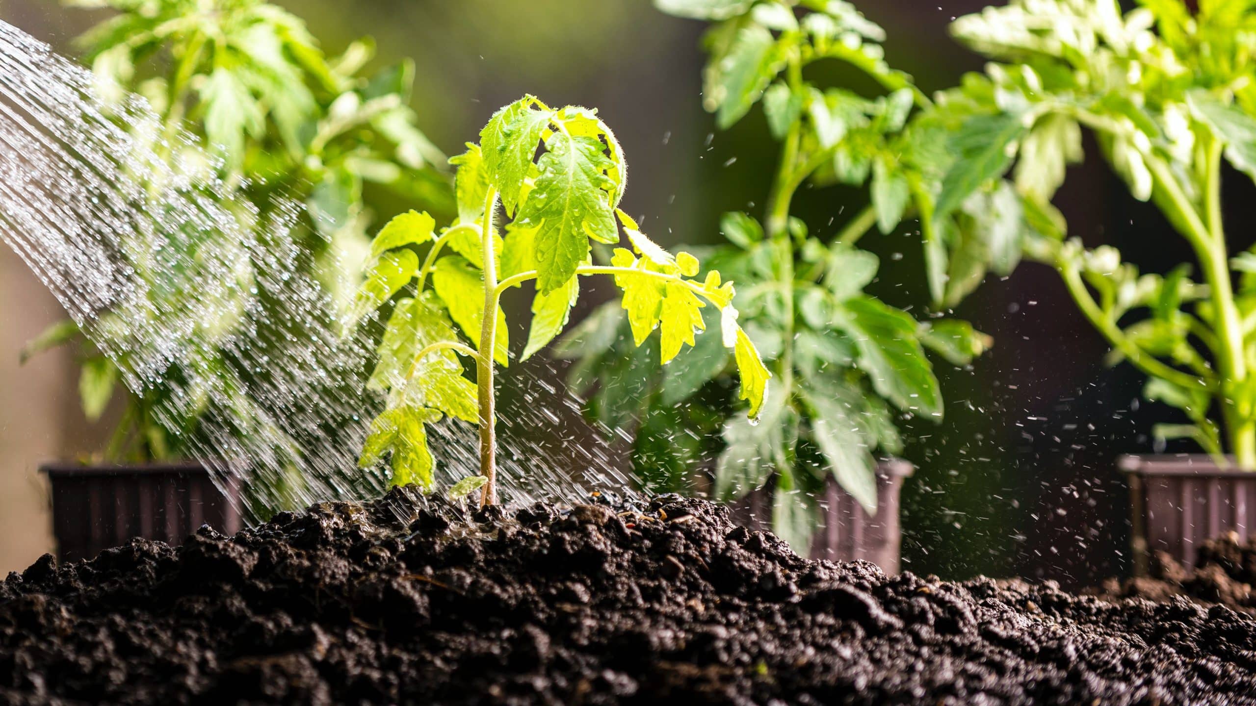 drip irrigation vs soaker hose 3