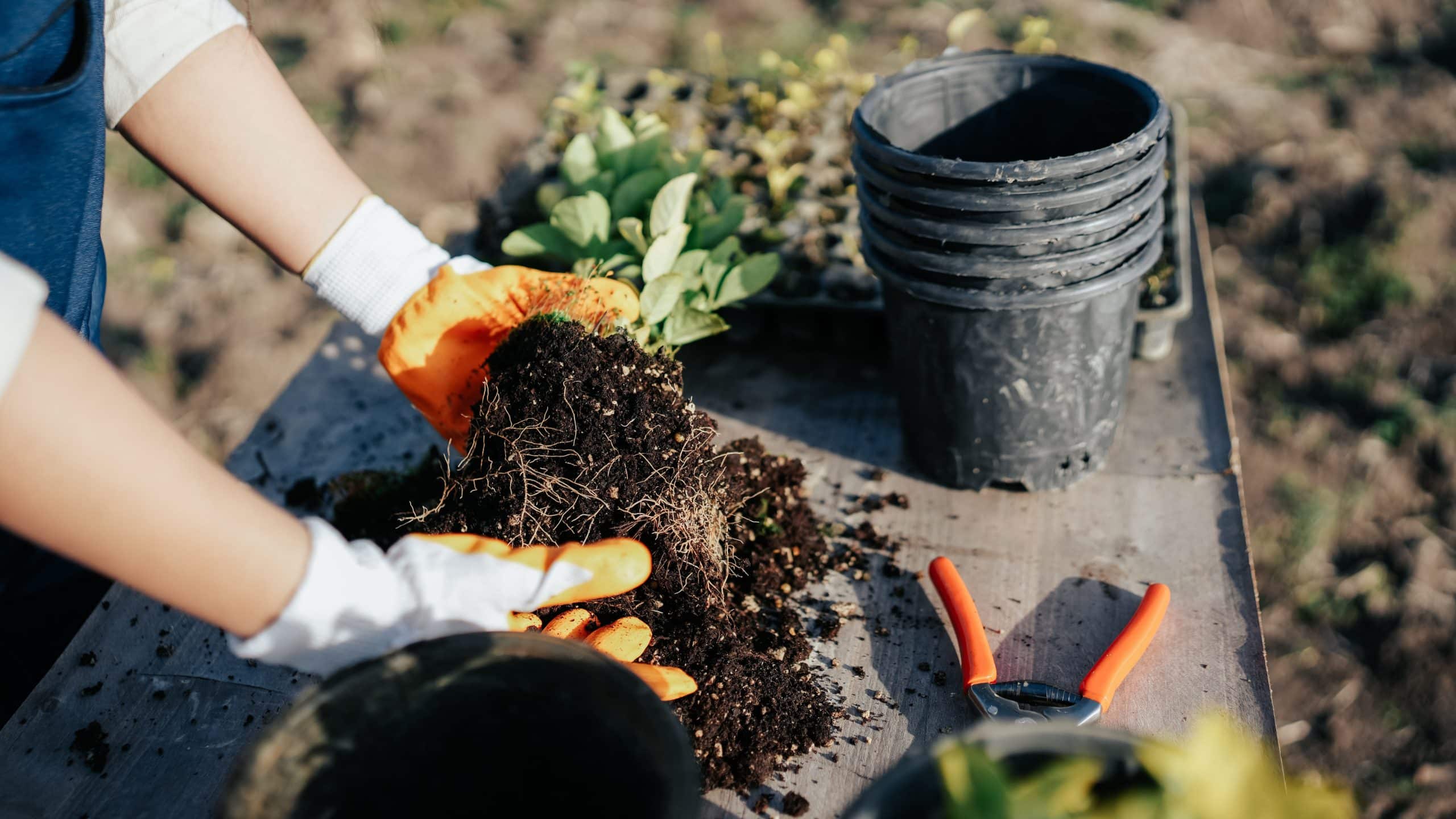 garden soil vs potting soil 1