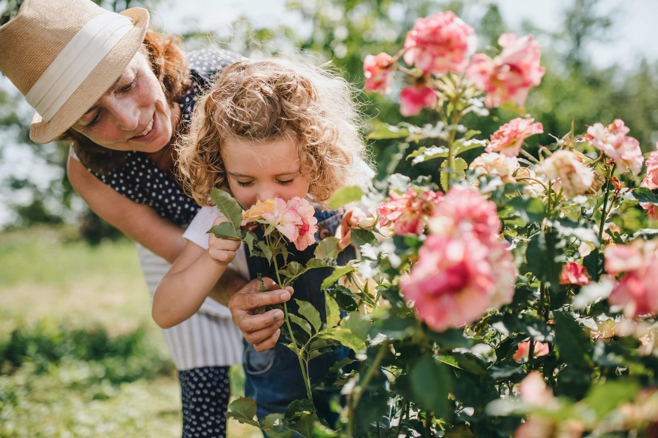 Garden Roses vs Roses