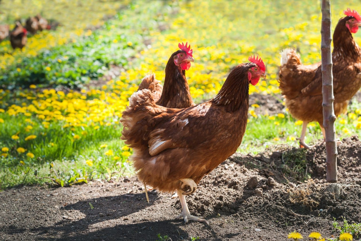 How to Keep Chickens Out of Garden Spaces