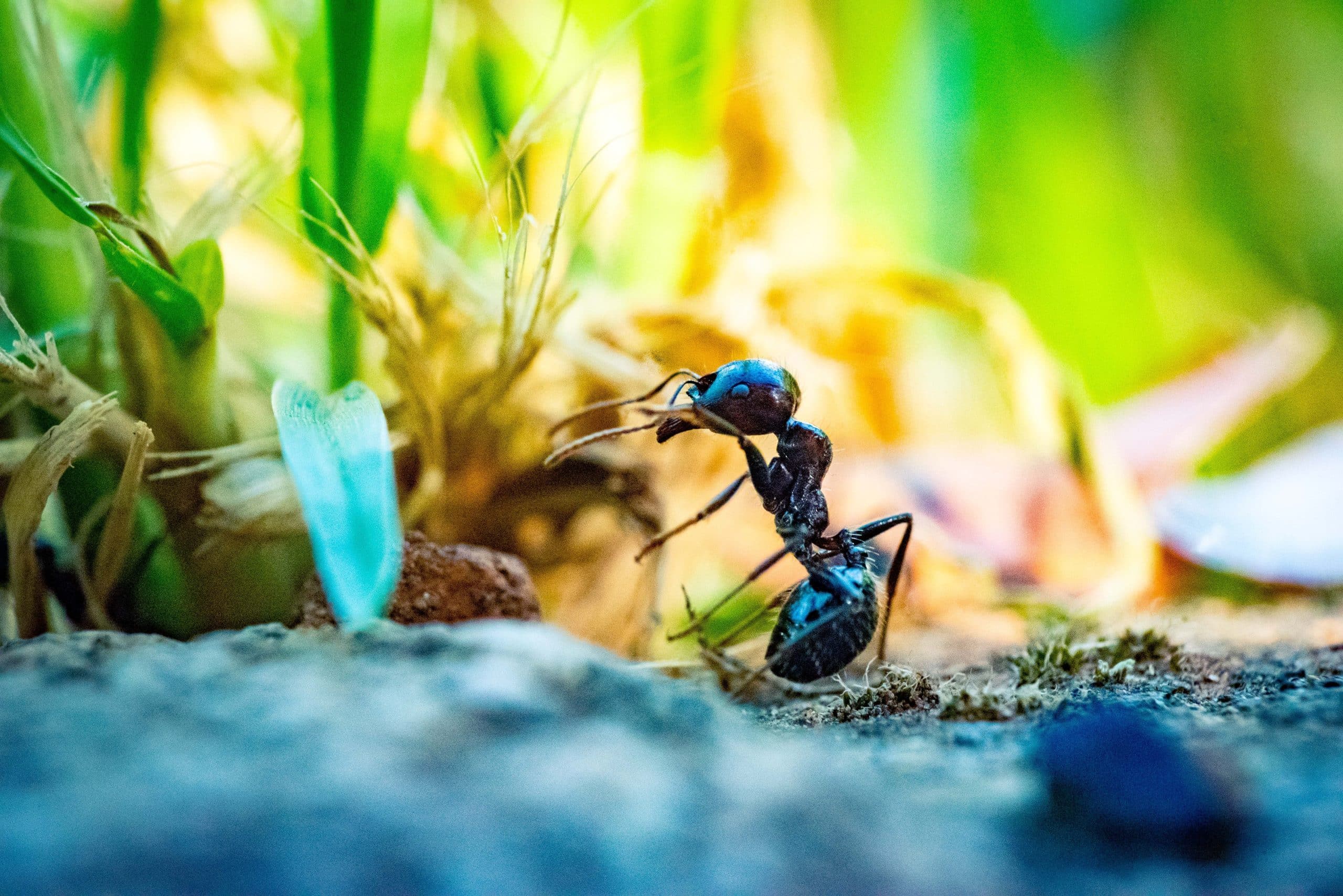 How to get rid of ants in garden without killing plants