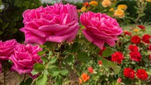 Best time to plant roses