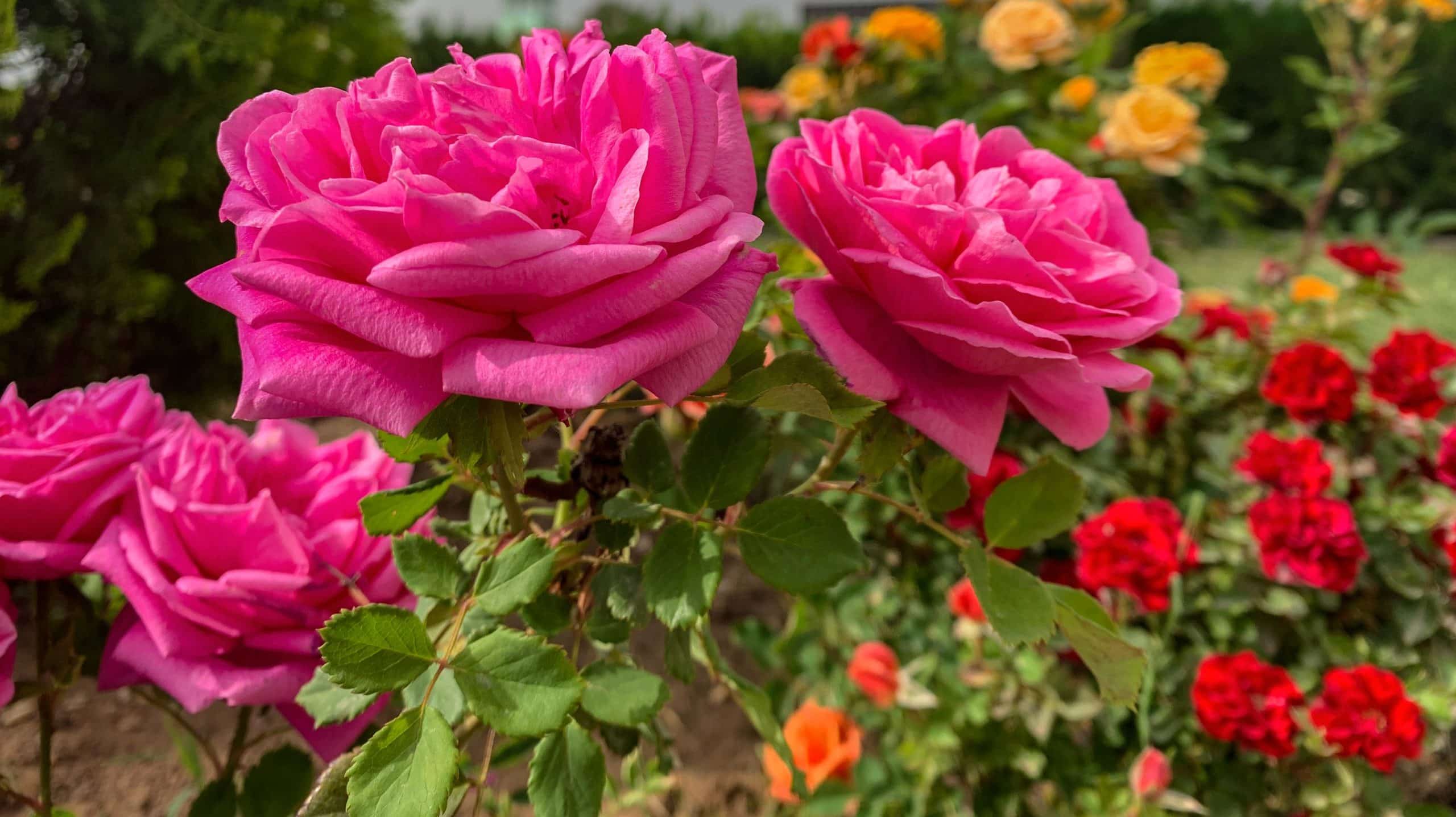 Best time to plant roses