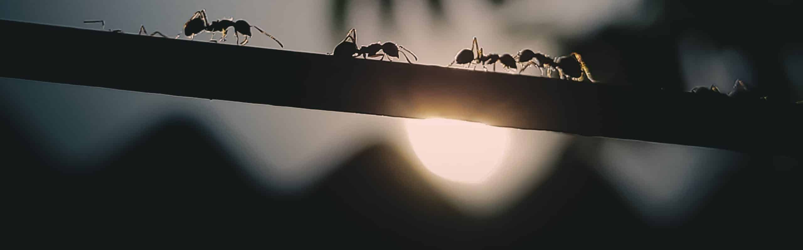 how to get rid of ants in garden without killing plants - Featured Images