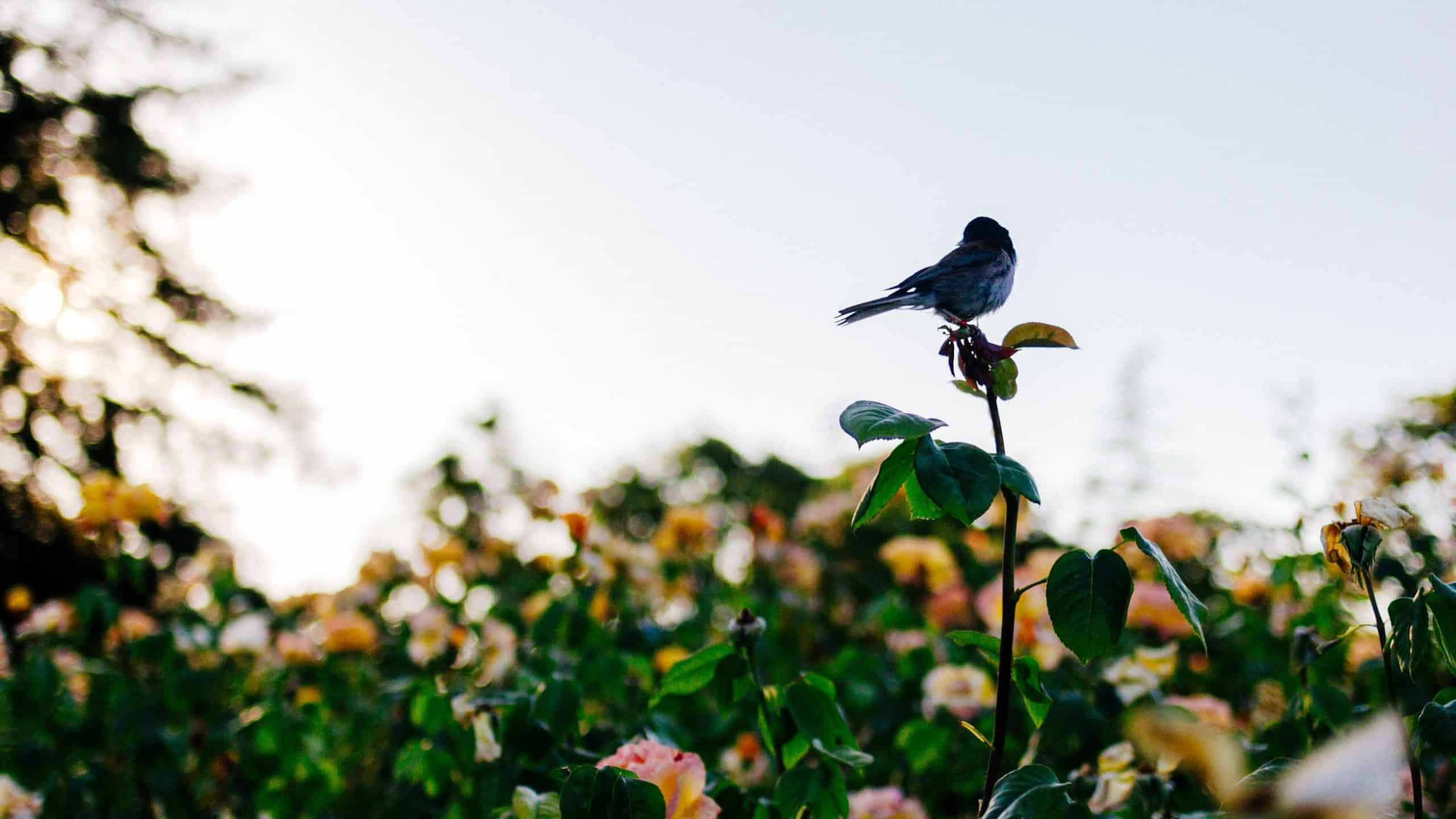 how to keep birds out of garden 2