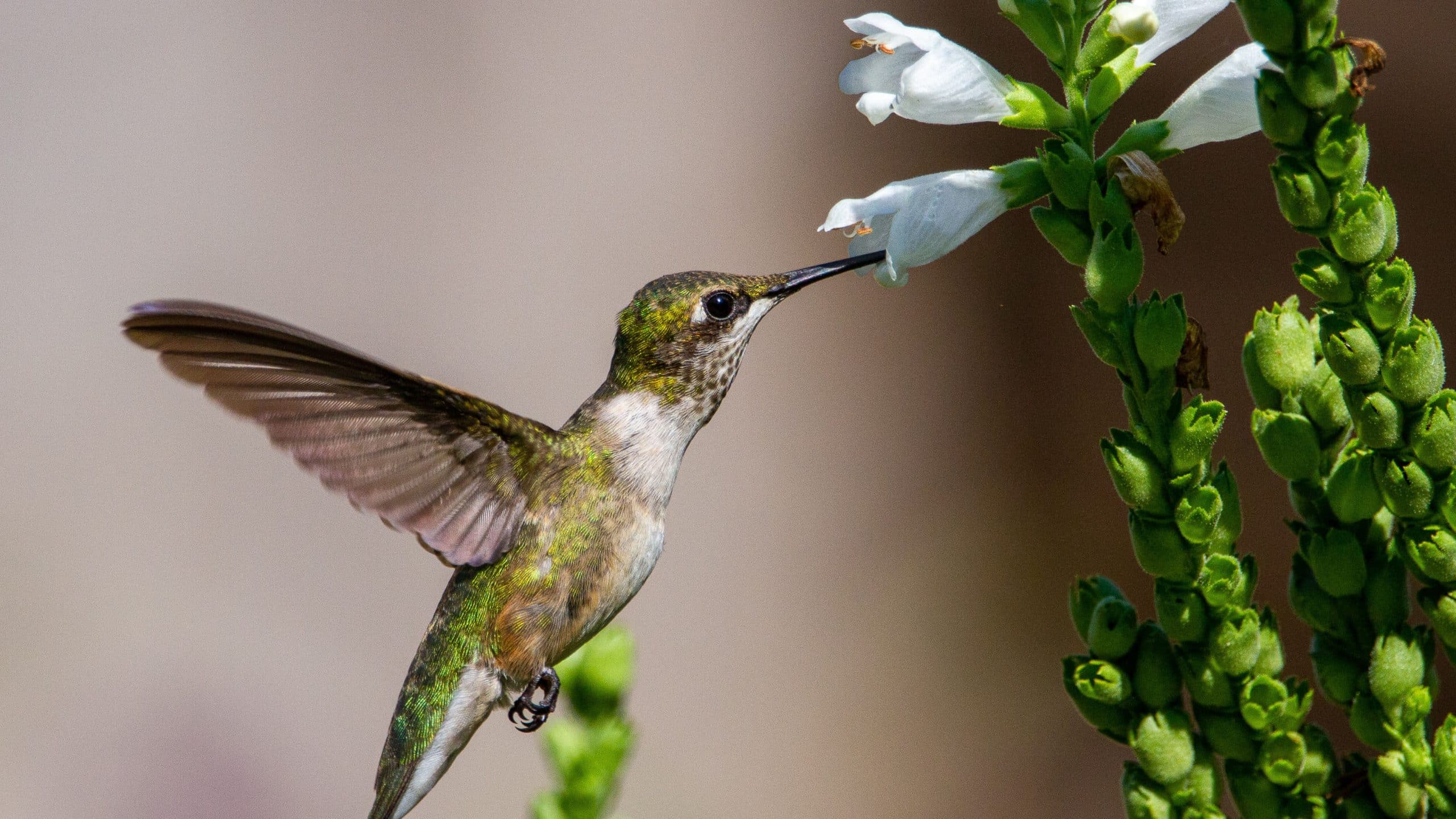 how to keep birds out of garden 3