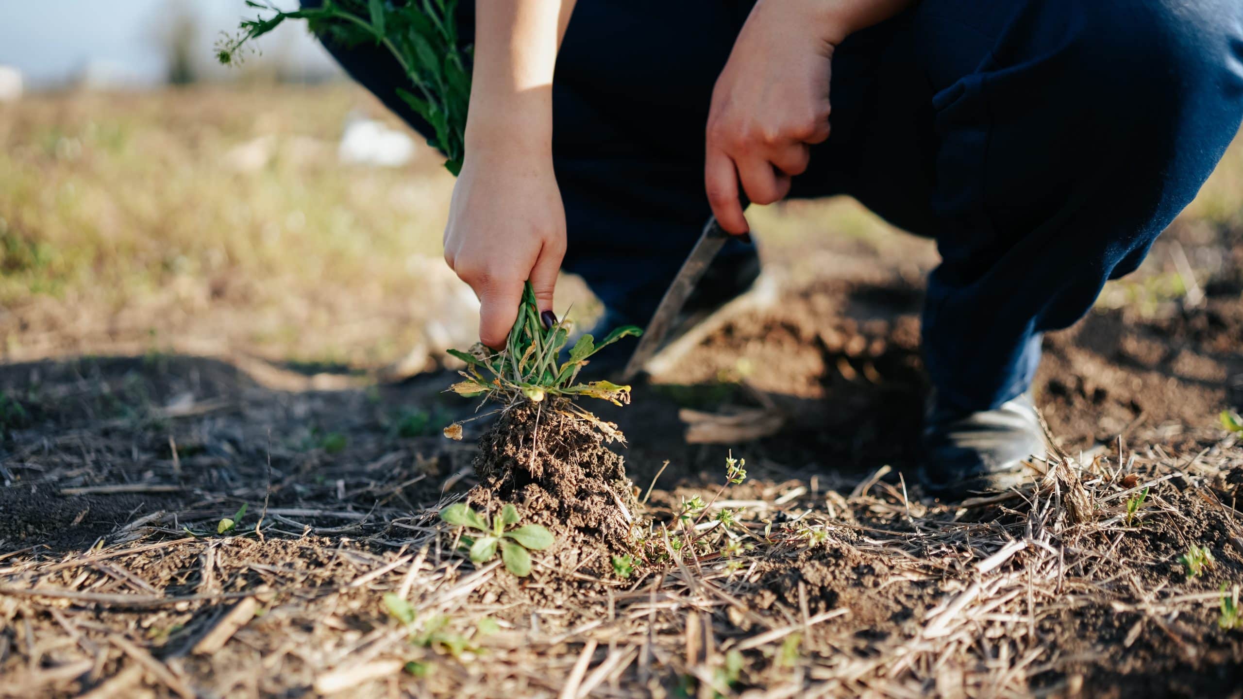 how to prepare garden soil for next year 2