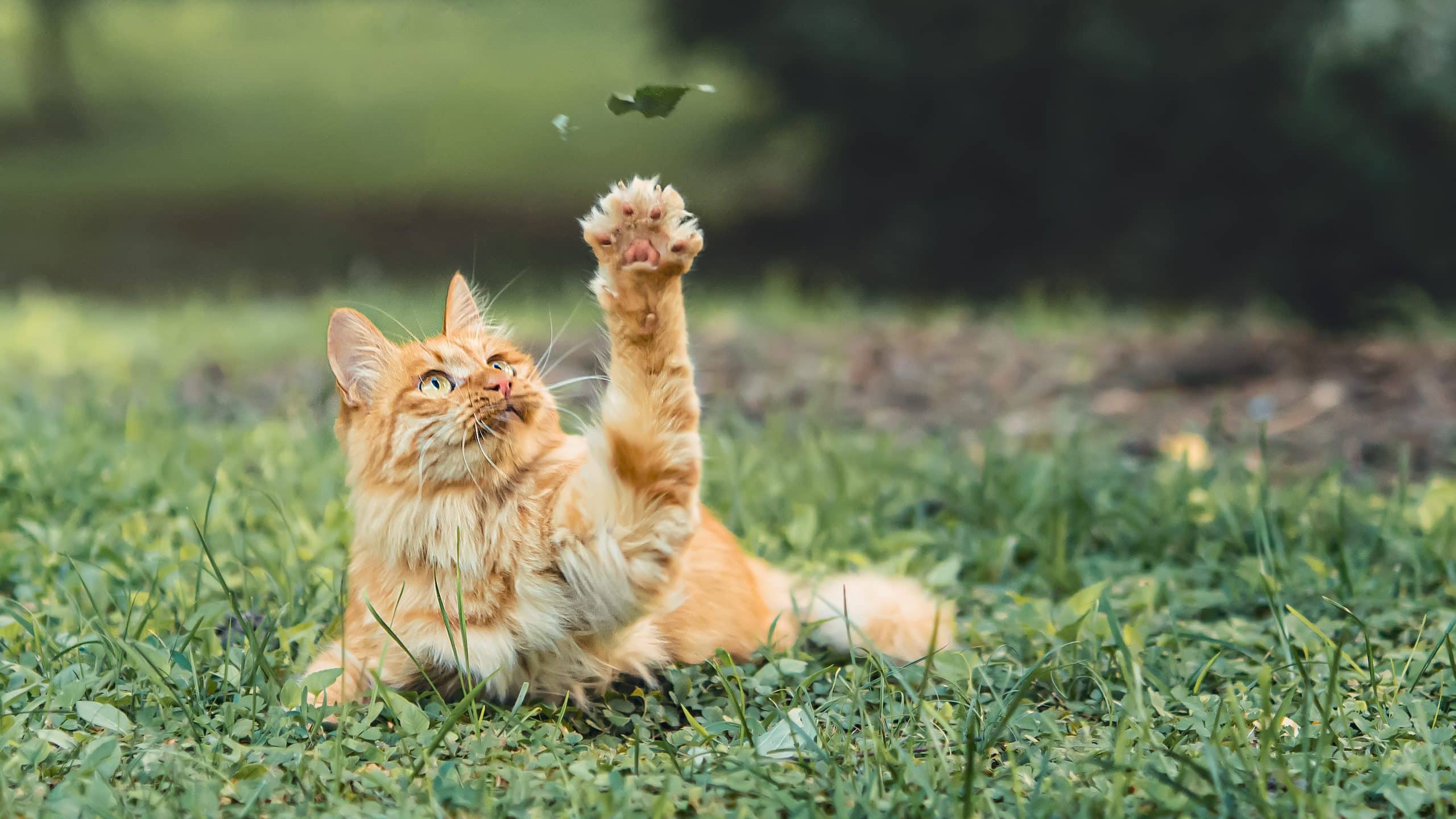 how to stop cats from pooping in the garden 1