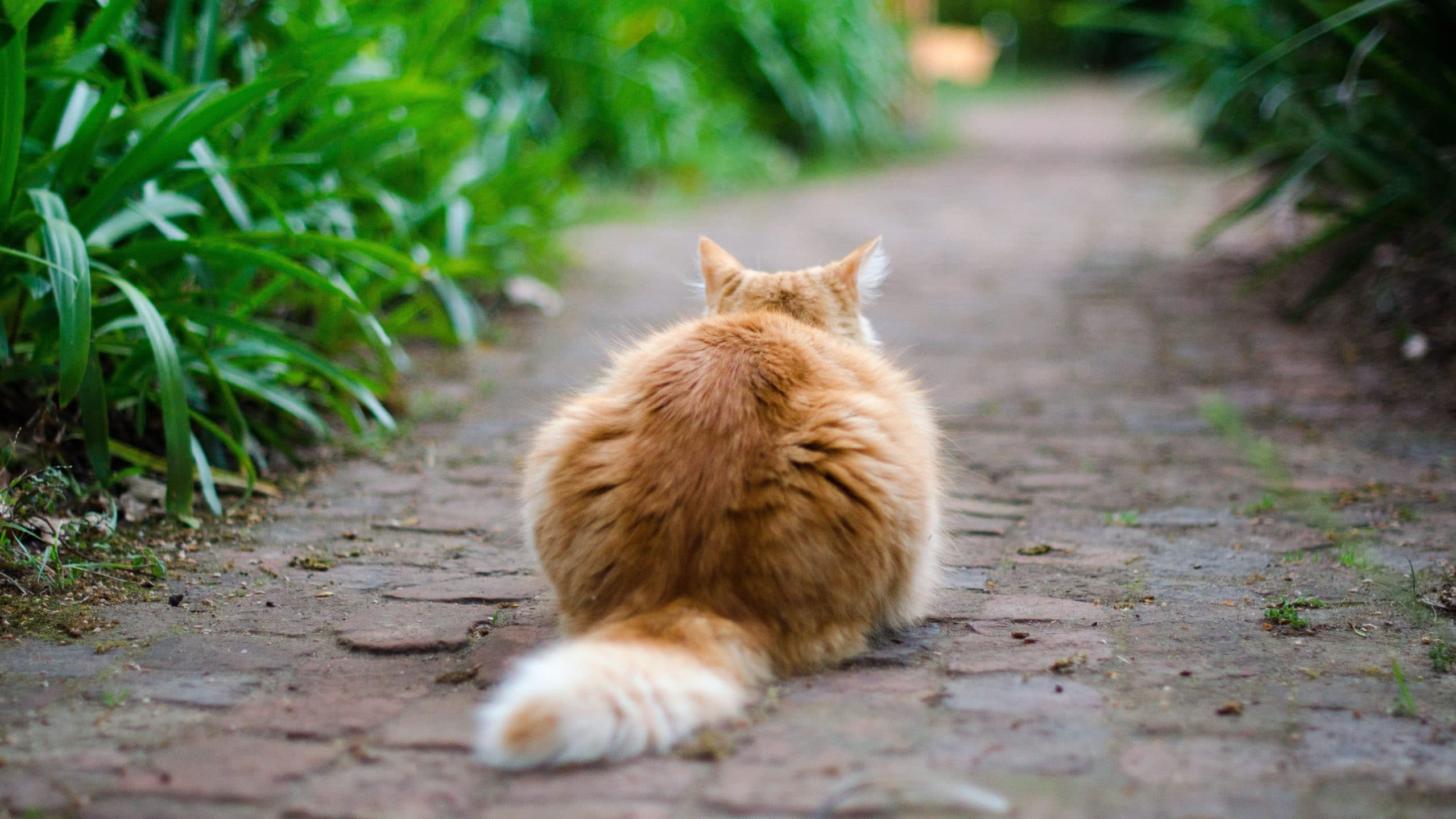 how to stop cats from pooping in the garden 2