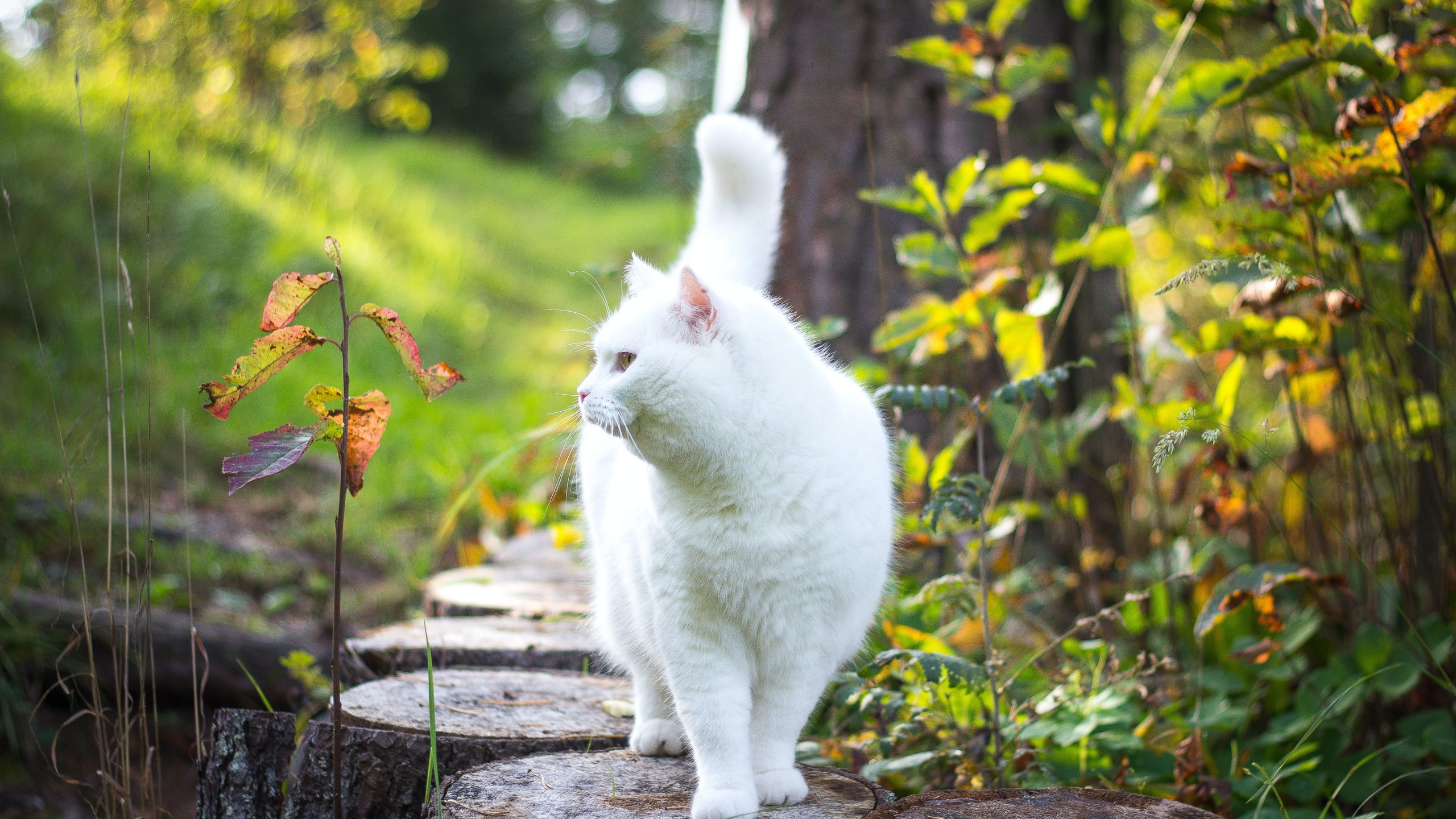 how to stop cats from pooping in the garden 3