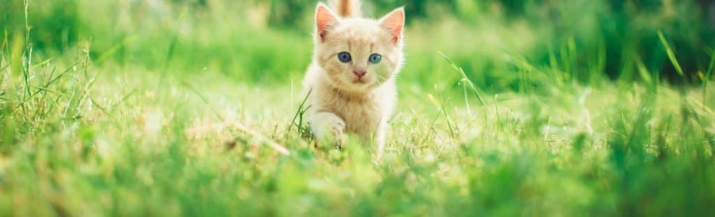 practical-solutions-how-to-stop-cats-from-pooping-in-the-garden-the