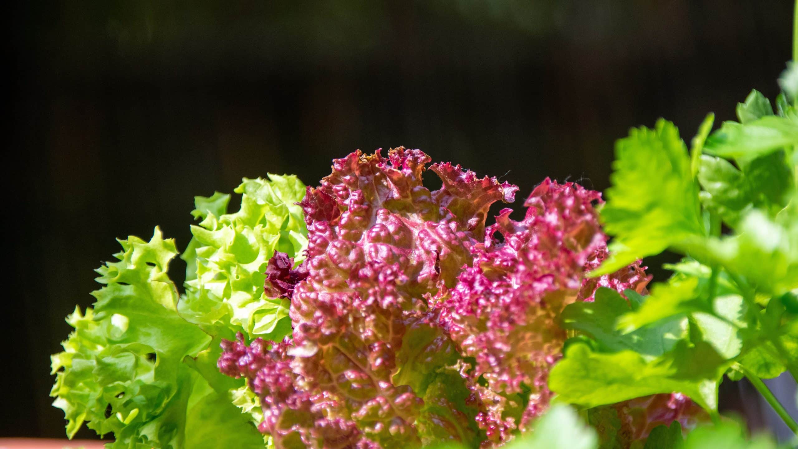 how to store lettuce from garden 3