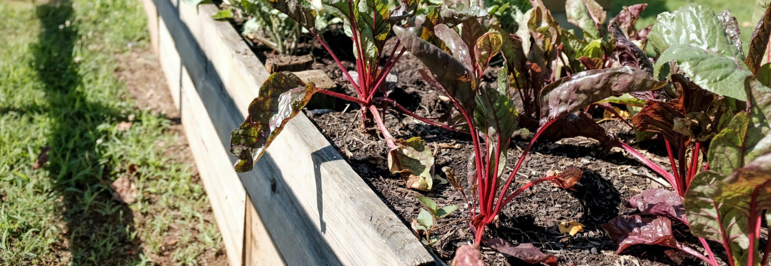 Can you use pressure treated wood for garden boxes