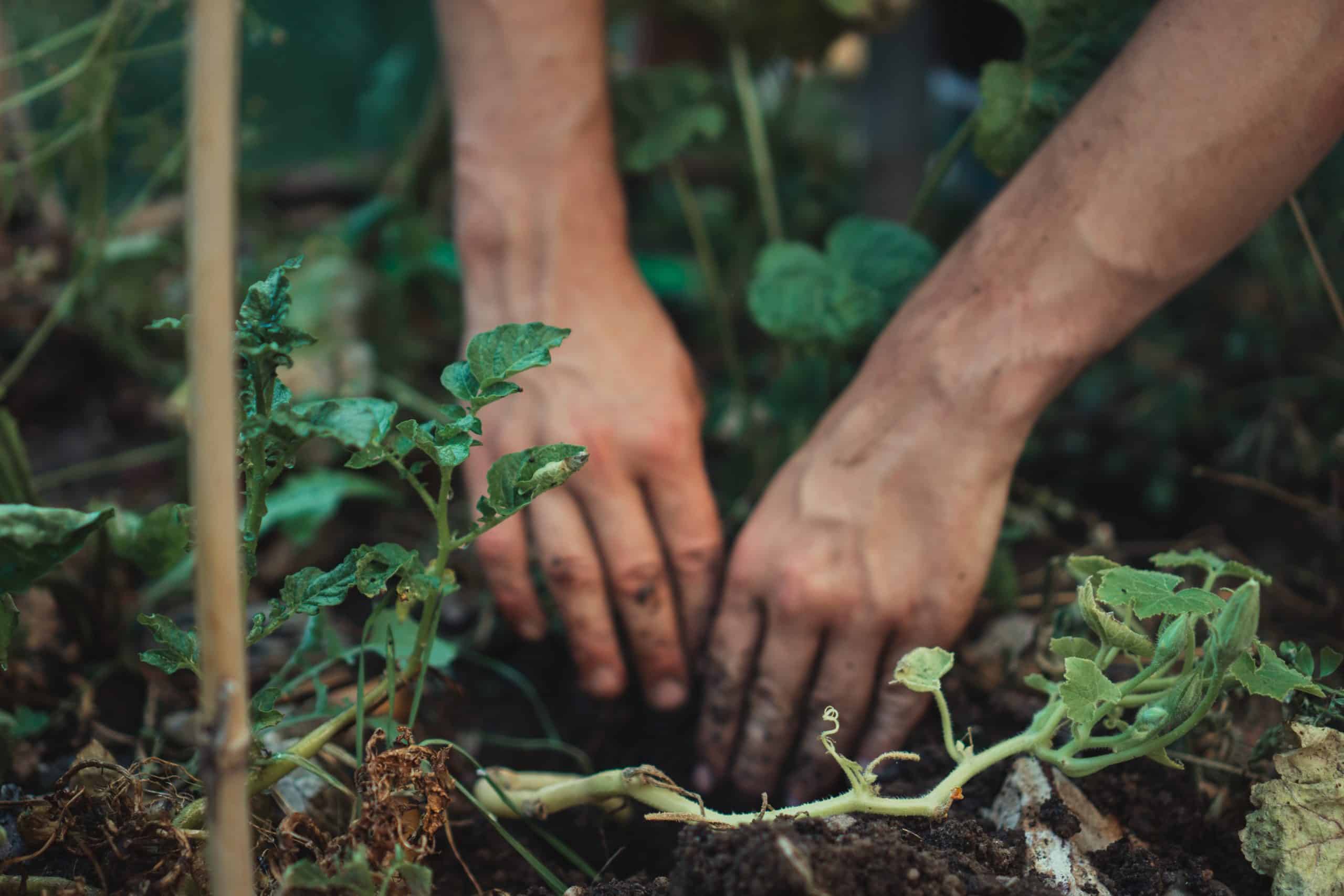 How to clear a vegetable garden full of weeds