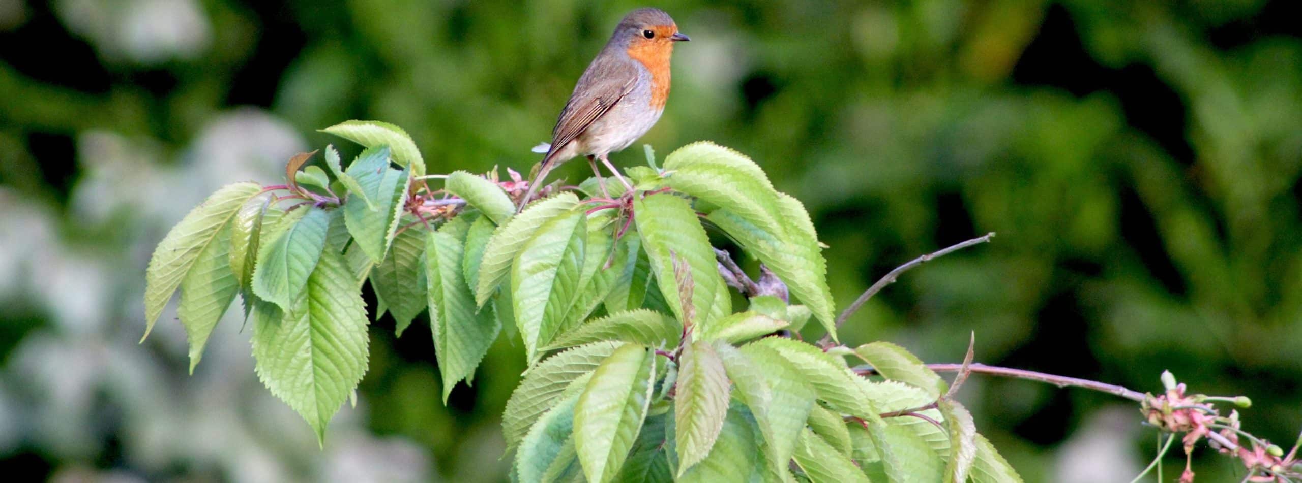 How to keep birds out of garden