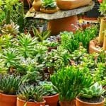 How to Arrange Garden Pots