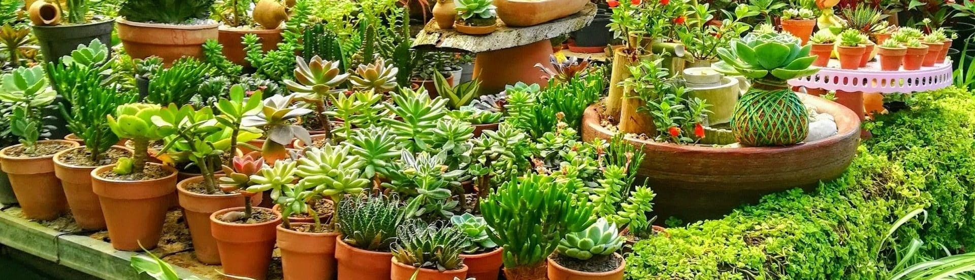 How to Arrange Garden Pots