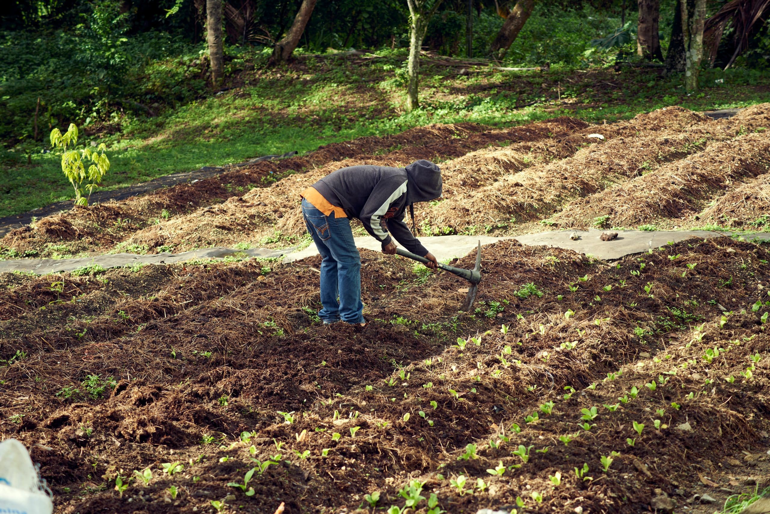 How to till a garden for the first time