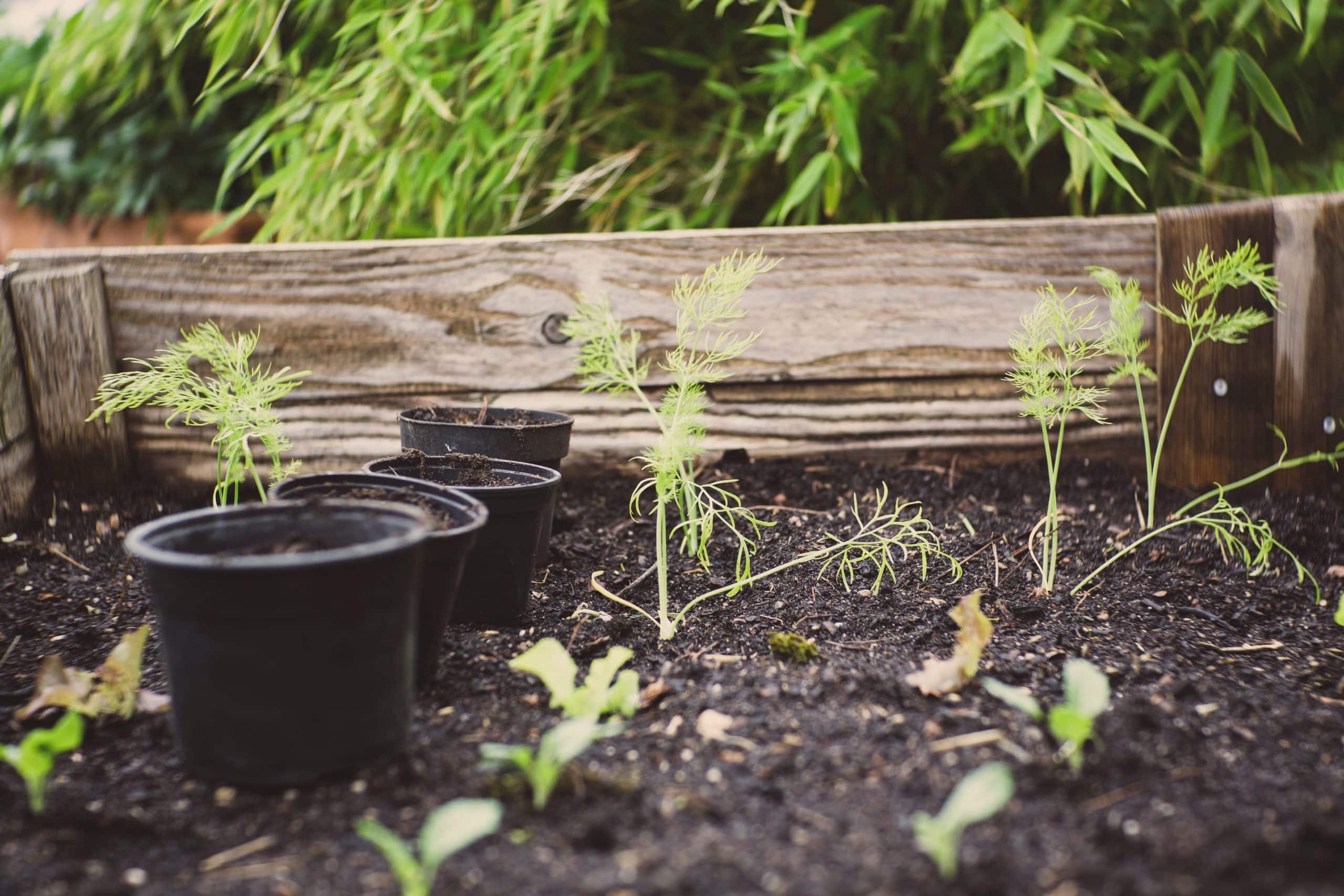 How to build a tiered garden on a slope