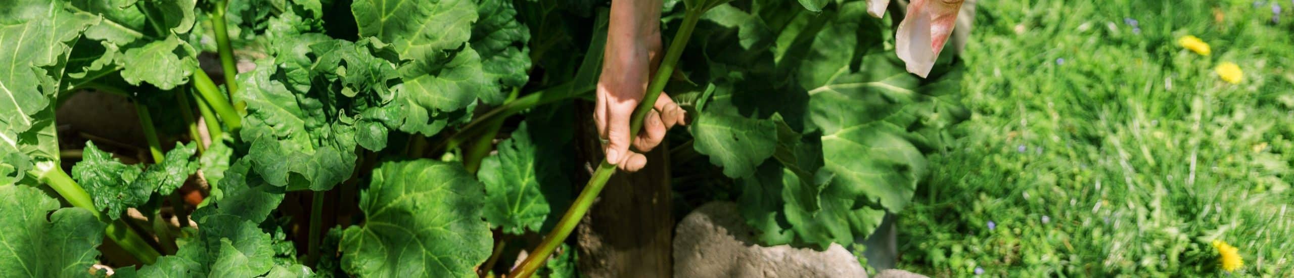 how to clear a vegetable garden full of weeds