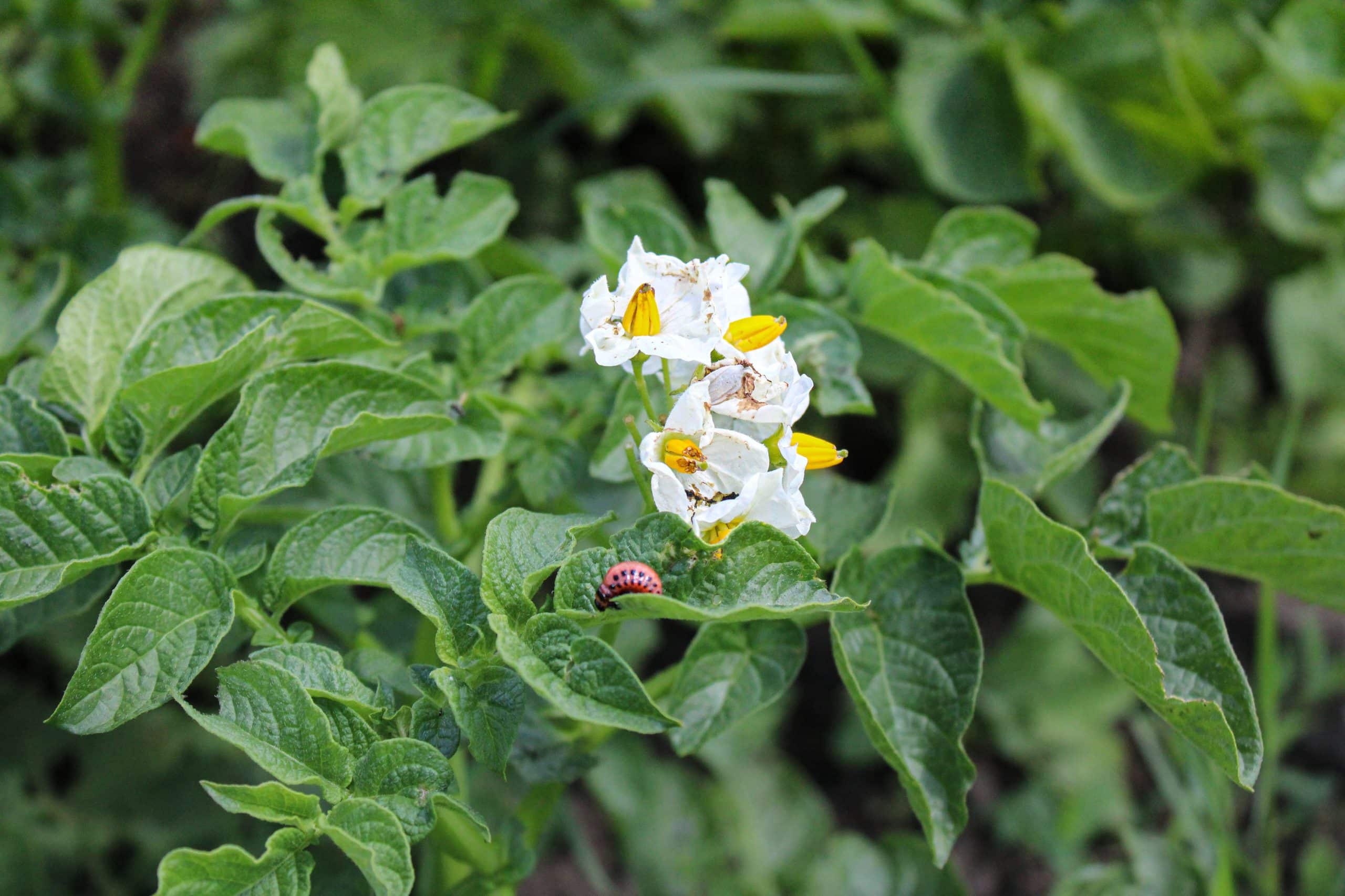 Can You Get Scabies from Gardening