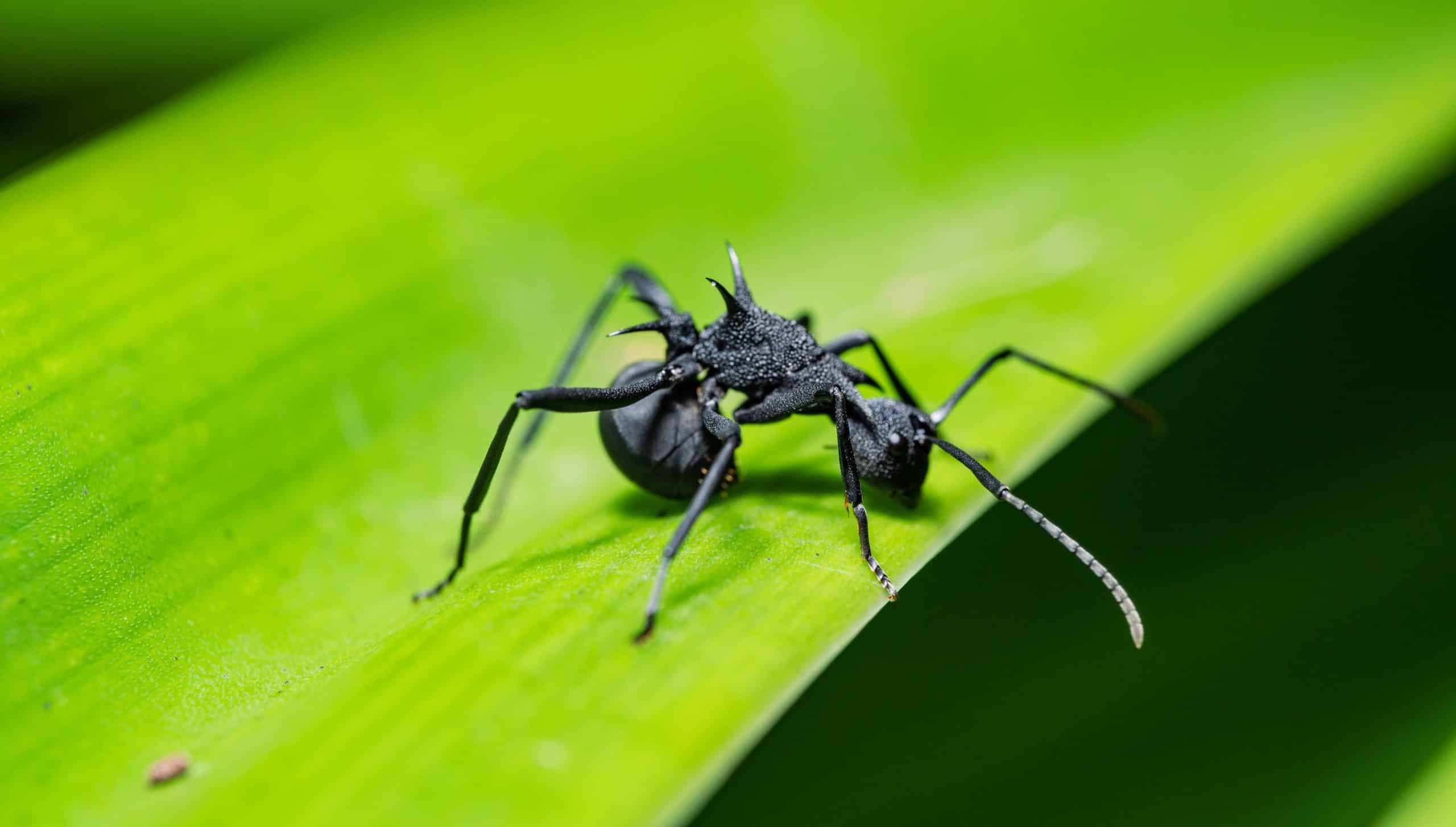 How to get rid of ants in garden without killing plants