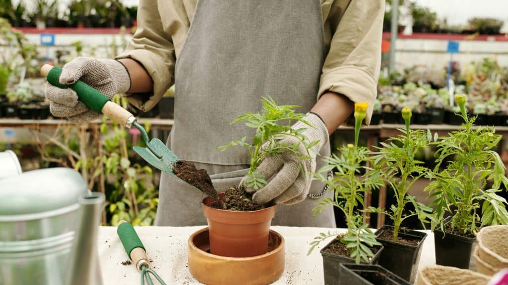 Plant Food vs Fertilizer Choosing the Right Nutrient Source The