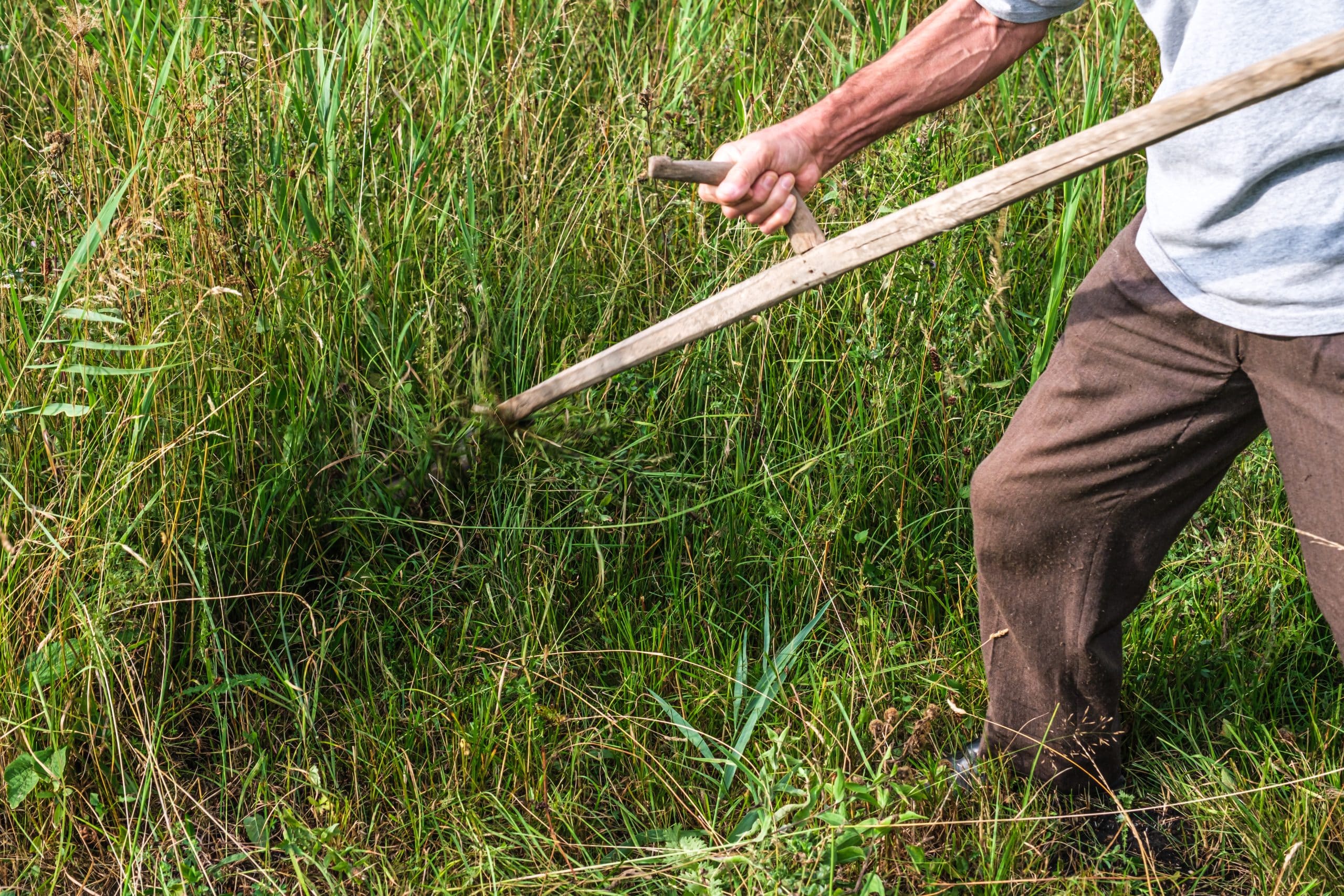 How to cut grass without a lawn mower