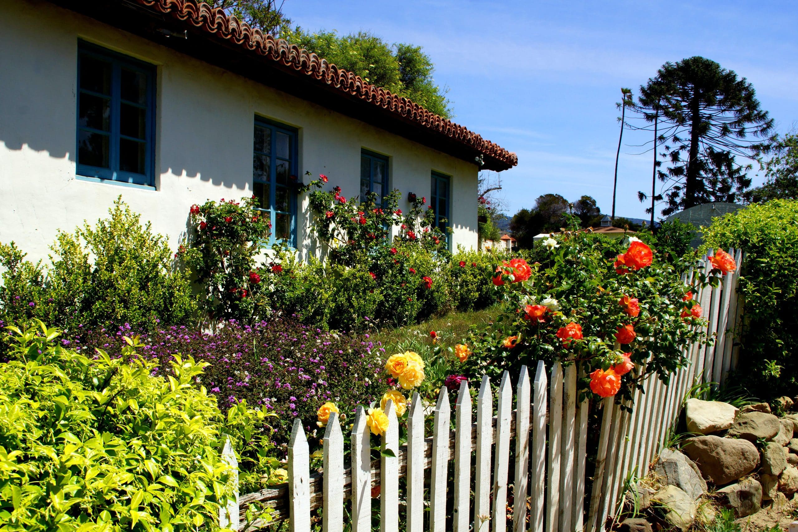 Best time to plant roses