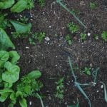 Best Worms for Garden - Featured Image