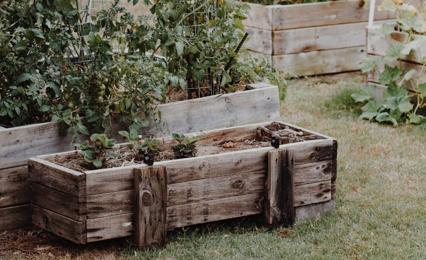 Can you use pressure treated wood for garden boxes