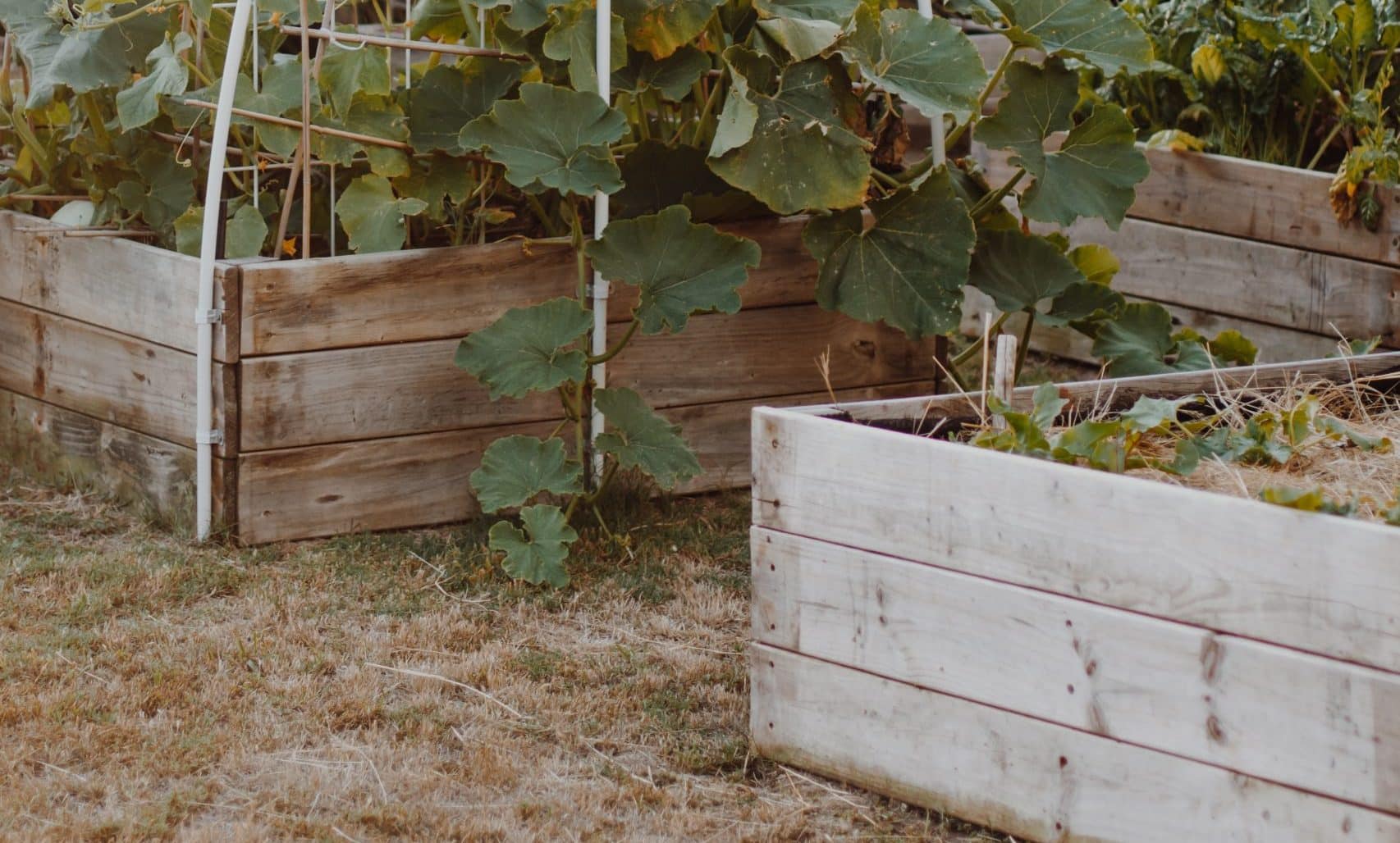 Can you use pressure treated wood for garden boxes